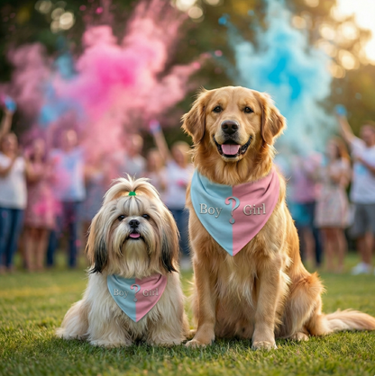 Gender reveal dog bandana in pink and blue colors